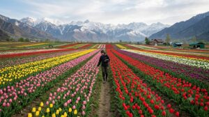 tulip farming