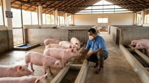 African swine fever prevention in pigs