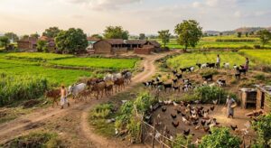 types of livestock